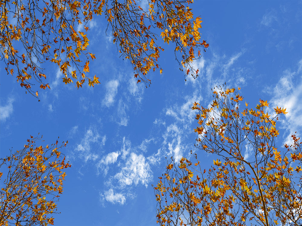 Fall 01